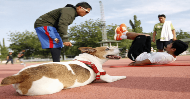 Su padre mató a su perro